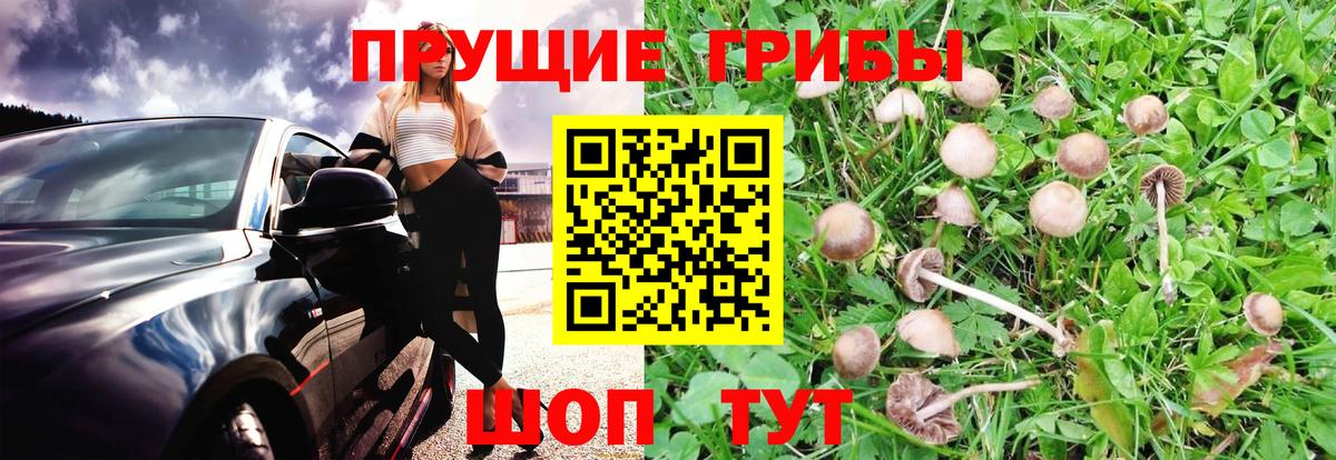 Псилоцибиновые грибы Psilocybine cubensis Родники